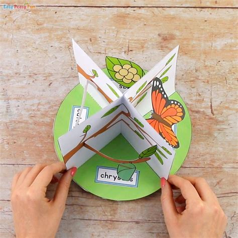 3D Butterfly Life Cycle Craft | Butterfly life cycle craft, Frog life ...