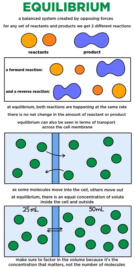 Equilibrium — Definition & Overview - Expii