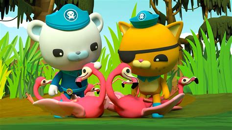 CBeebies iPlayer - Octonauts - Series 4: 12. Octonauts and the Flamingos