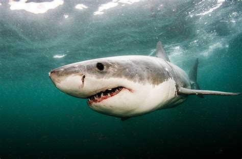 Great White Sharks Eating Seals