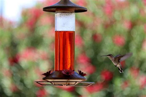 Where To Hang Hummingbird Feeder: The Ultimate Guide