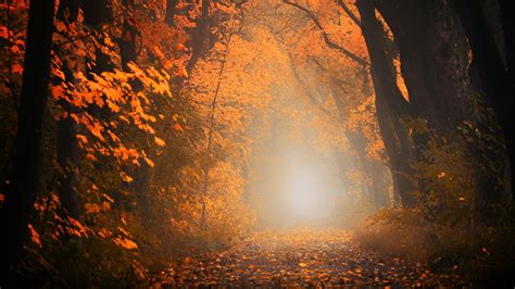 Download wallpaper 3840x2160 autumn, fog, forest, foliage, trees, path 4k uhd 16:9 hd background