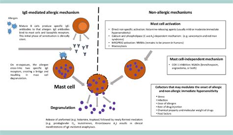 Perioperative anaphylaxis: pathophysiology, clinical presentation and ...