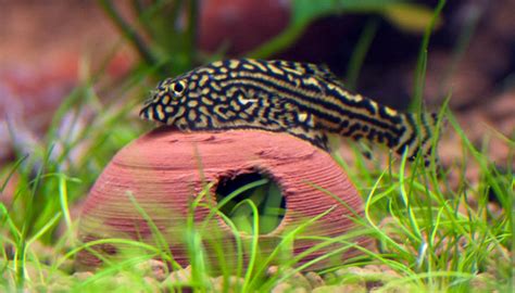 How to care for a Hillstream Loach: The Ultimate Guide | Fluvico