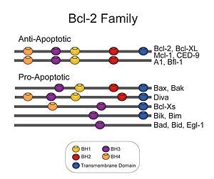 Bcl-2 family - Wikipedia