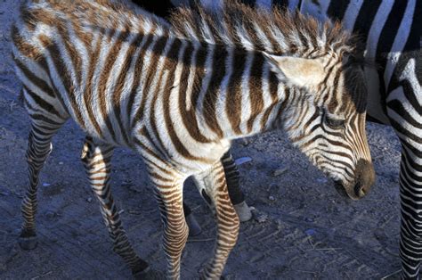 Baby Zebra Free Stock Photo - Public Domain Pictures