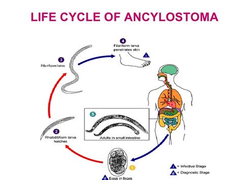 Hookworm Life Cycle Diagram B3E