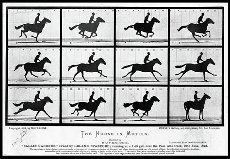 The Horse in Motion. 1878. Muybridge photograph. Digital Art by Tom ...