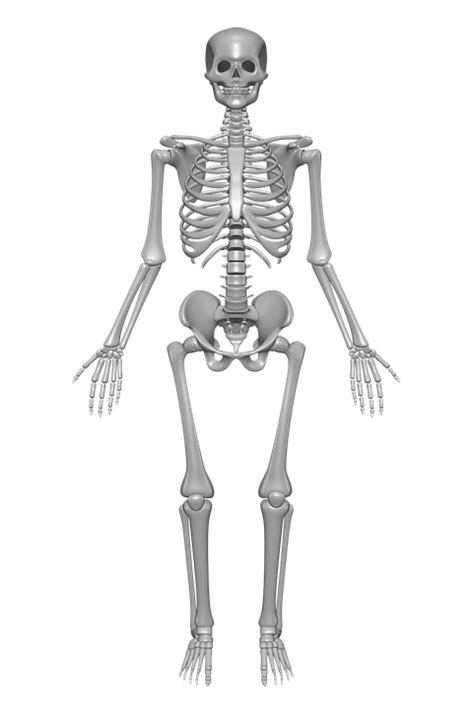 Download Human Skeleton, Bones, Skull. Royalty-Free Stock Illustration ...