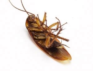 Natural Cockroach Control Methods