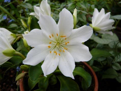 Lewisias in the garden - Ashwood Nurseries