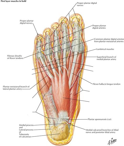 Foot Muscles--1st Layer Plantar Diagram | Quizlet