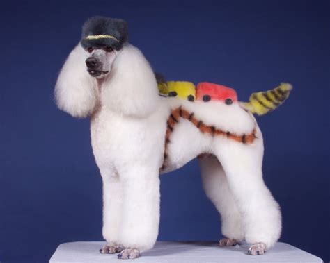 Strange Poodle Haircuts - 12 Pics | Curious, Funny Photos / Pictures