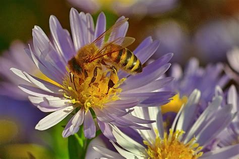 Nature Garden Aster - Free photo on Pixabay - Pixabay