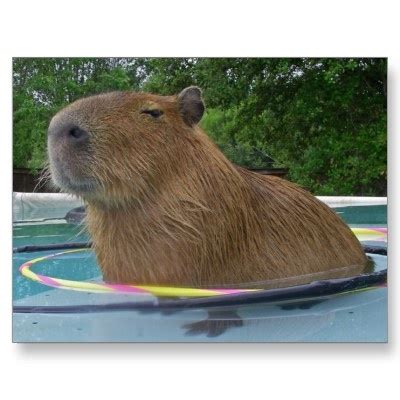 capybara | Capybara pet, Capybara, Animals