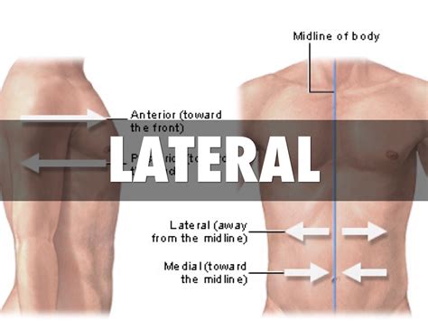 Anatomy Terms by Erin Pennington