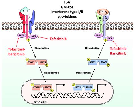 Molecular mode of action of Janus activated kinase (JAK) inhibitors.... | Download Scientific ...