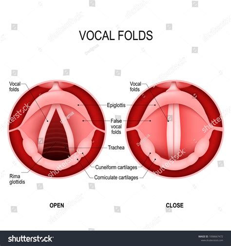 Vocal Chords Diagram For Kids