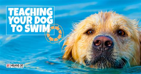 Tips for Teaching Your Dog How to Swim | Sit Means Sit Knoxville