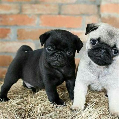 Discover more info on "black pug puppies". Browse through our website. # ...