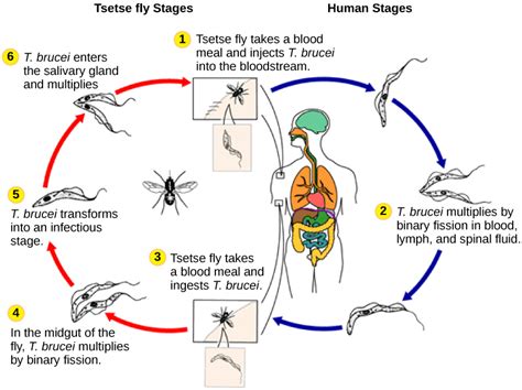 Excavata | Biology for Majors II