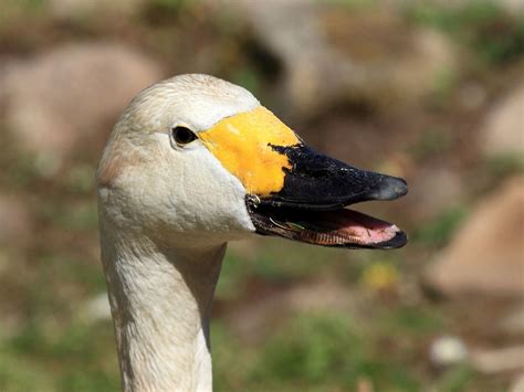 Live Breed Swan at Rs 350/kg | बतख की खेती, डक फार्मिंग | swan breed - Sri Krishna Poultry Farm ...