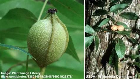 Hickory Nuts: Identification and Types (With Pictures)