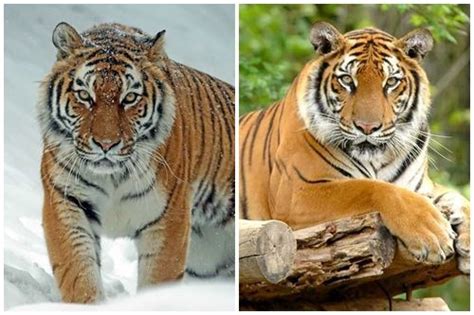 Perbedaan Harimau Siberia dan Harimau Benggala (Beserta Gambar) | Si Binatang