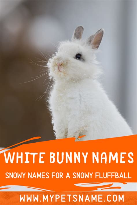 White Bunny Names | Bunny names, Cute pet names, Pet names