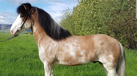 Iceland: New coat color found in Icelandic horse - CNN