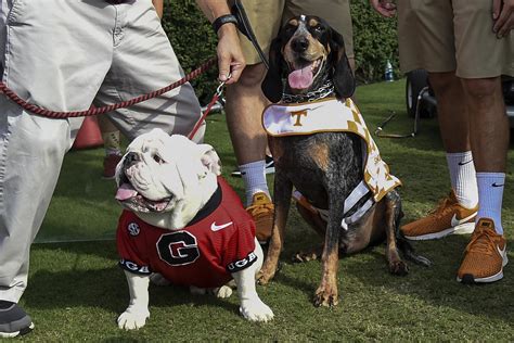 Our best photos of Georgia Bulldog mascot Uga