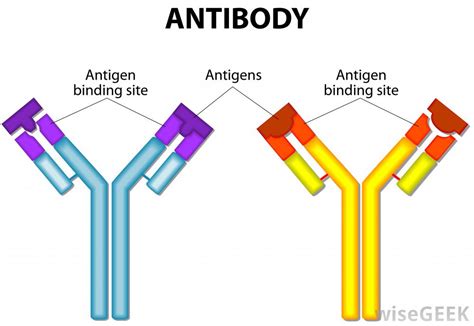 What do B cells make when they recognize antigens? | Socratic