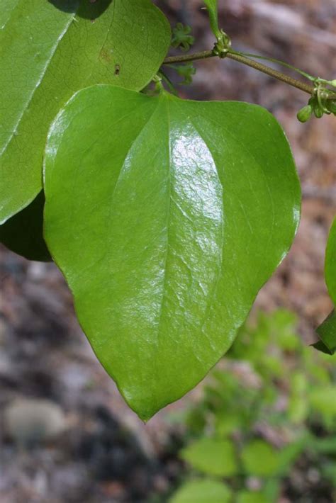 Smilax rotundifolia (Smilacaceae) - leaf - whole upper surface