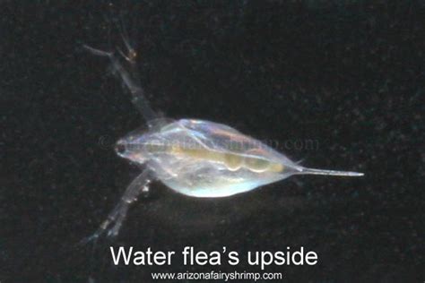 Water Flea