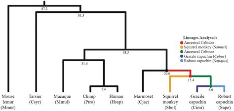 Signatures of adaptive evolution in platyrrhine primate genomes | PNAS