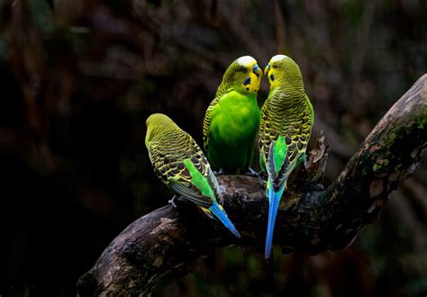 Budgerigar Symbolism & Meaning (+Totem, Spirit & Omens) | World Birds