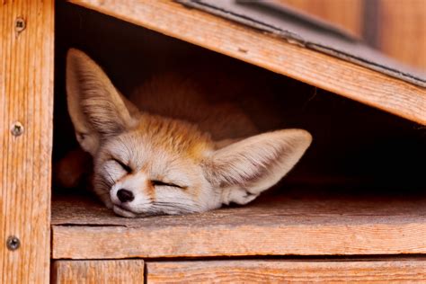 Sleeping fennec fox | Fennecs are just plain cute with their… | Flickr