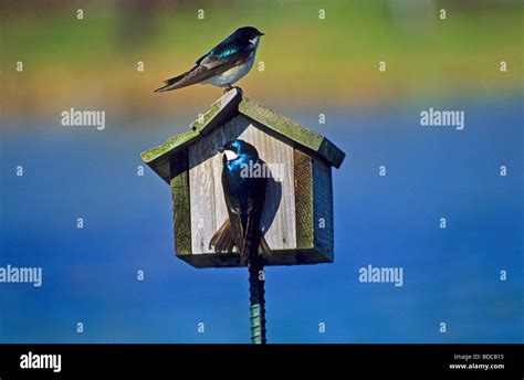 Tree Swallow on bird house Stock Photo - Alamy