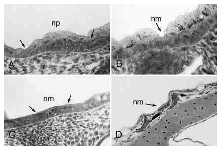 1. Neuromast development. A Neuromast primordia (np) develop within... | Download Scientific Diagram