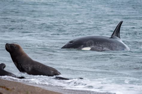 Orca attack a seal on the beach 12009184 Stock Photo at Vecteezy