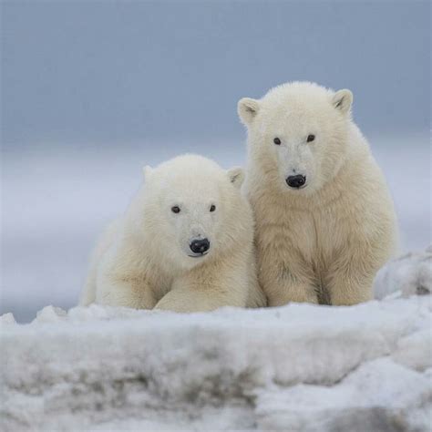 Polar Bear cubs | Baby polar bears, Polar bear, Polar bear images