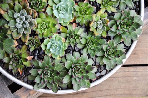 Low Light Succulents That Thrive Indoors - Succulents Pal