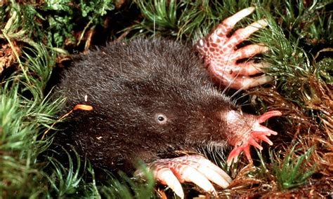 Scientists studying snouts of bizarre star-nosed moles find genes that ...