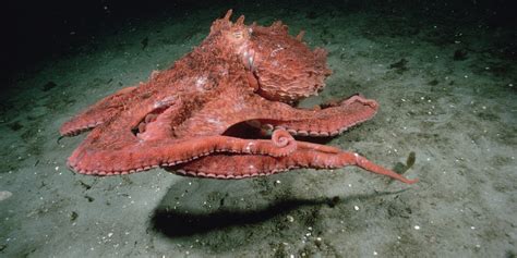 Giant Pacific Octopus Eggs