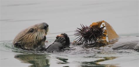 Photo: Urchin-eating sea otter saves the day Baby Sea Otters, Latest ...