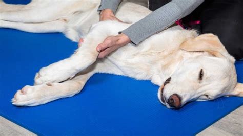 Managing Pain and Lameness in Dogs - Thedolive