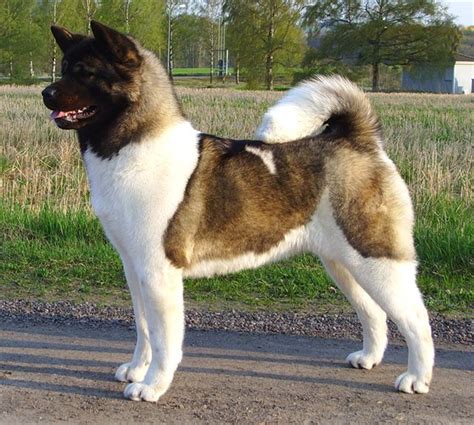 American Akita - dog breed information, picture and facts ...