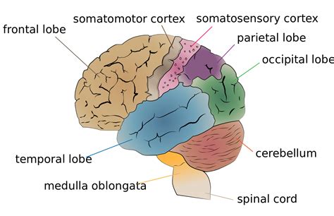 Diagram of the Brain