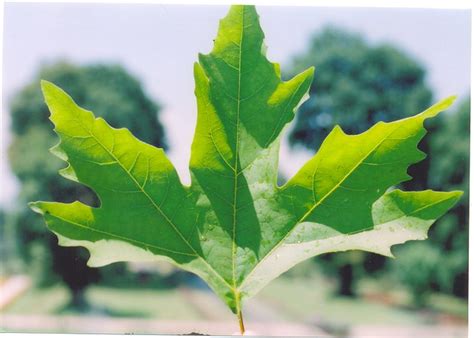 Chinar Leaf | Flickr - Photo Sharing!