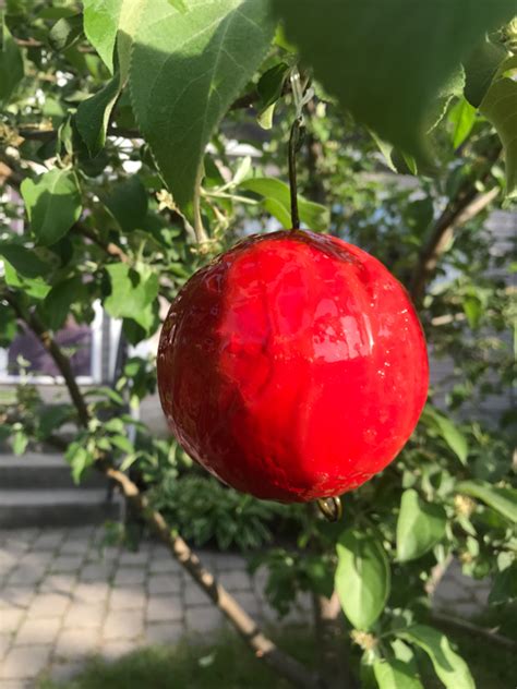 How to Make a Homemade Apple Maggot Fly Trap - Fruit Share